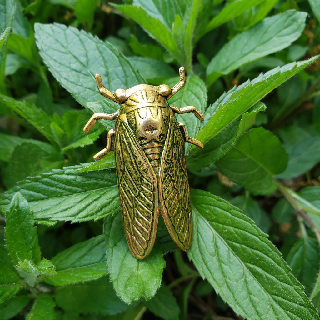 Cicada Brooch